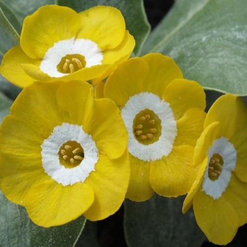 Primula auricula 'Pot o' Gold' - Kõrvikpriimula 'Pot o' Gold' P9/0,55L